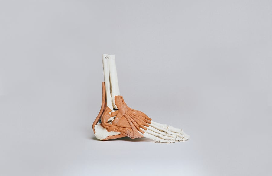 foot tendons.jpg